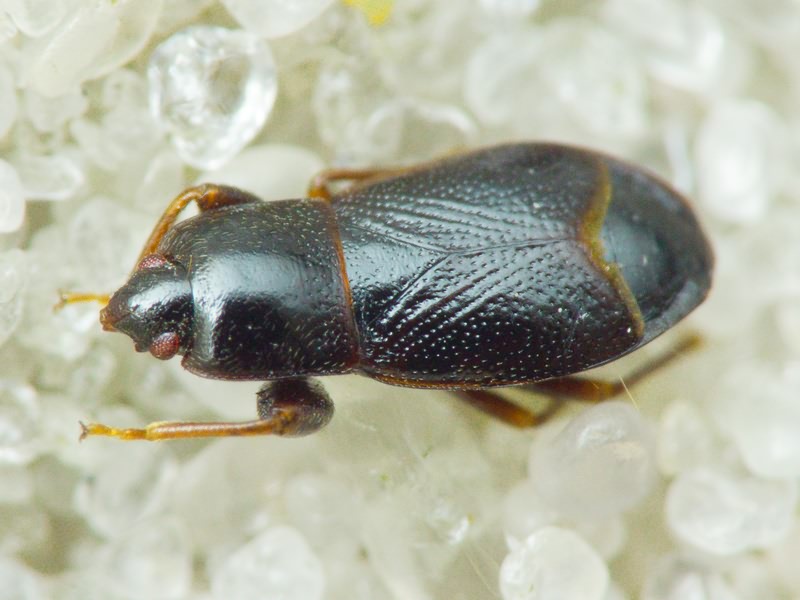 Plinthisus brevipennis (Latreille, 1807)